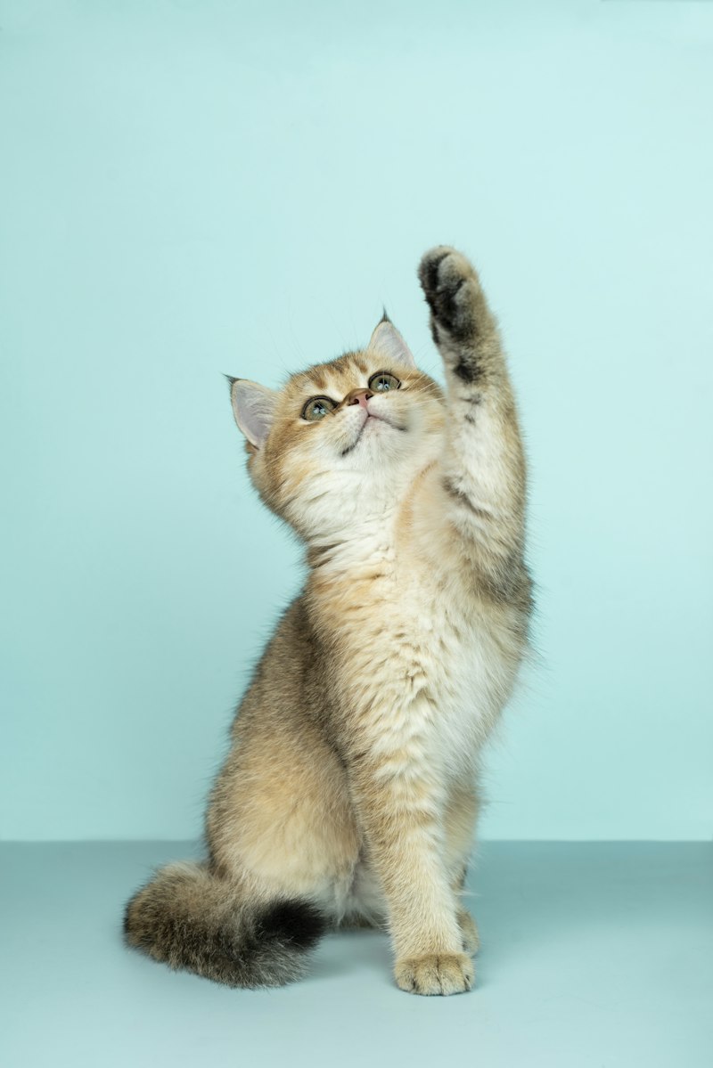 实木猫爬架 1.5m 带猫窝
